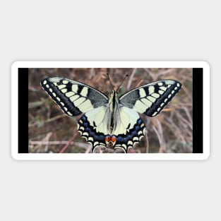 Butterfly Sticker